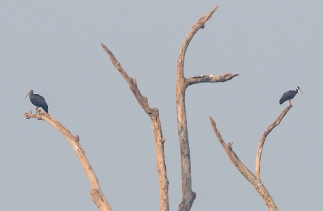 Photograph of Giant and White-shouldered Ibises