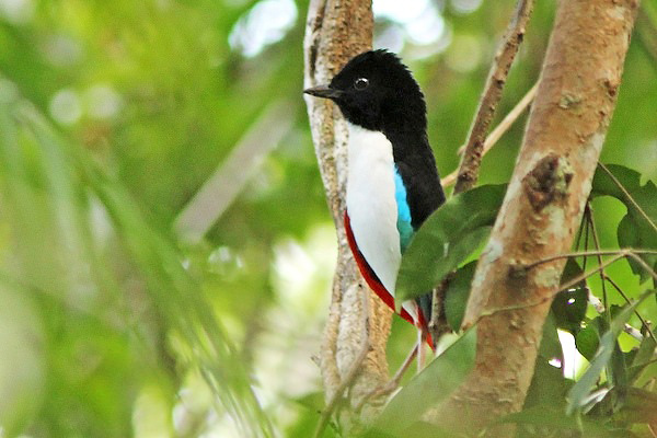 Photograph of Ivory-breasted Pitta