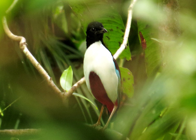 Photograph of Ivory-breasted Pitta