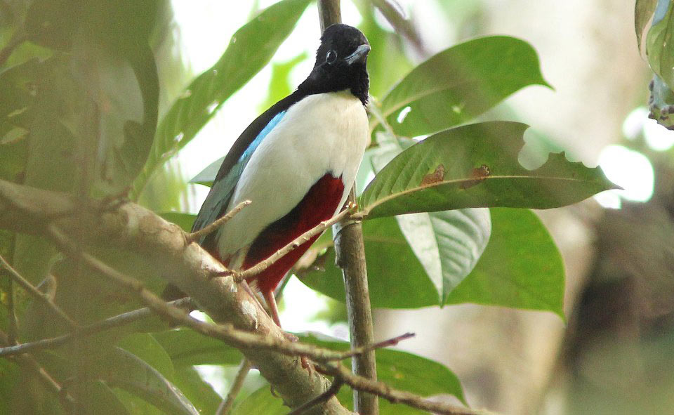 Ivory-breasted Pitta