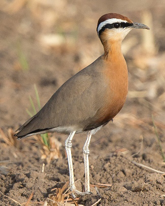 Photograph of Indian Courser