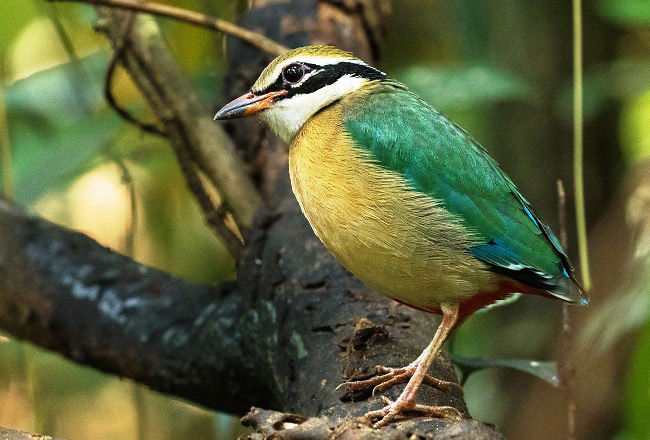 Photograph of Indian Pitta