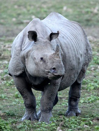 Photograph of Indian Rhinoceros