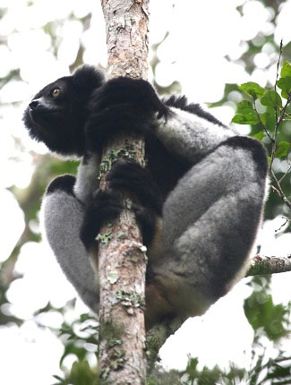 Photograph of Indri