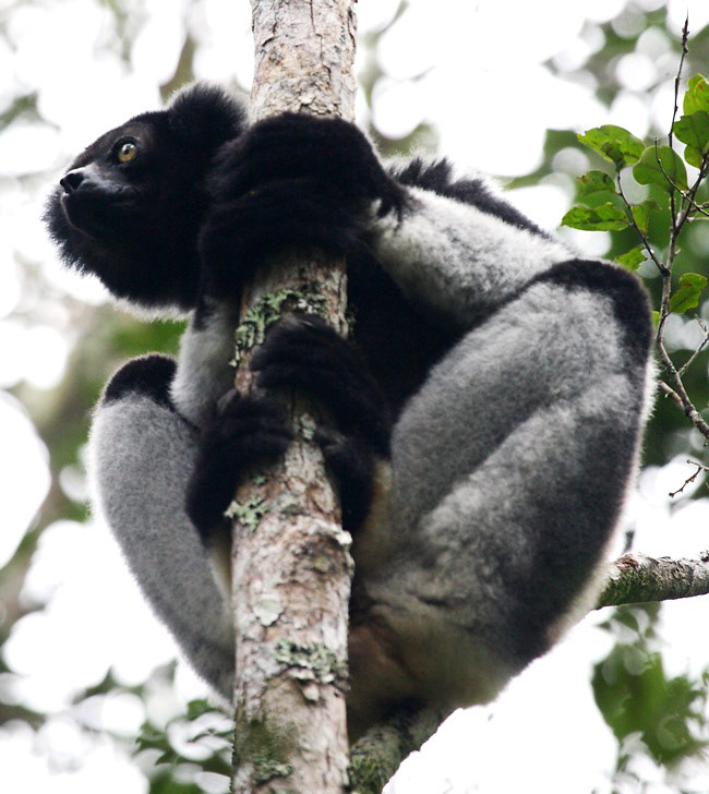 Photograph of Indri