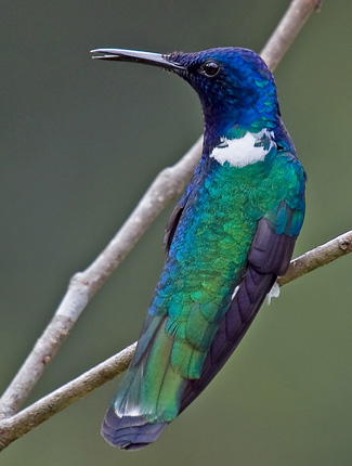 Photograph of White-necked Jacobin