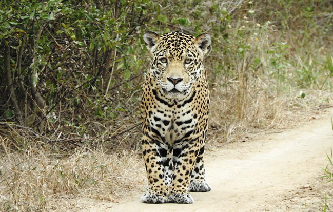 Photograph of Jaguar