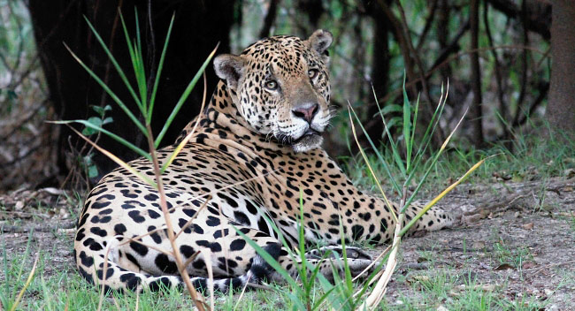 Photograph of Jaguar