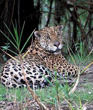 Photograph of Jaguar