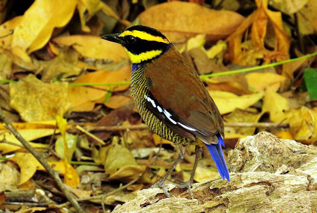 Photograph of Javan Banded Pitta