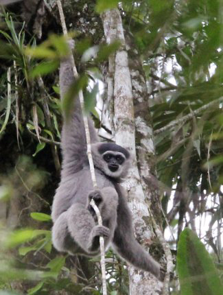 Photograph of Javan Gibbon