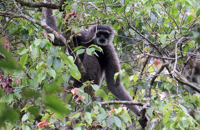 Photograph of Javan Gibbon