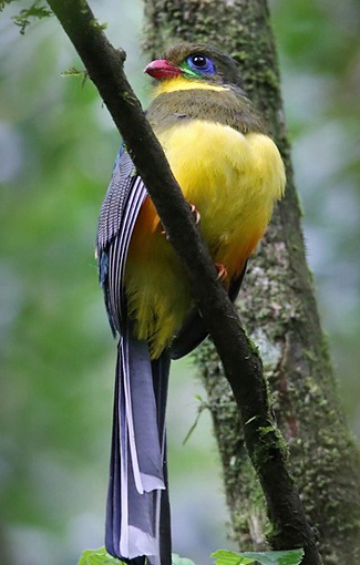 Photograph of Javan Trogon