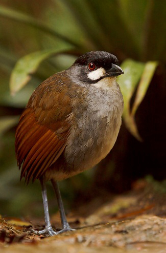 Photograph of Jocotoco Antpitta