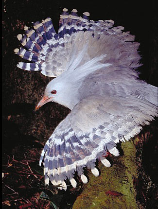 Photograph of Kagu