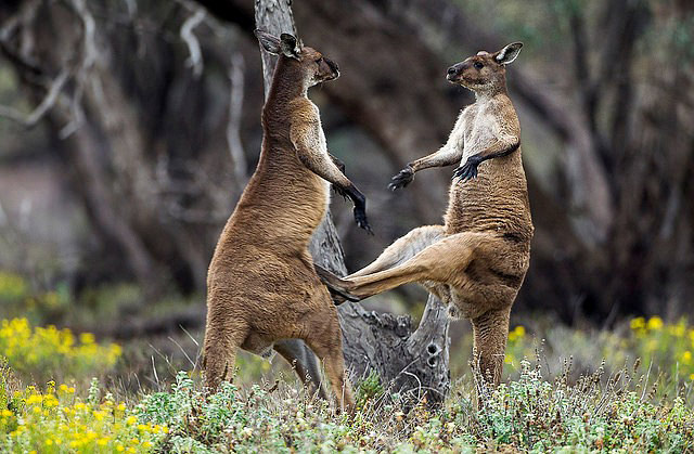 Western Grey Kangaroos