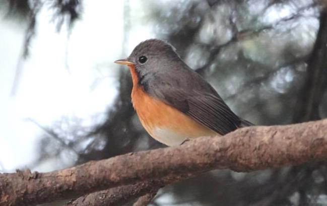 Photograph of Kashmir Flycatcher