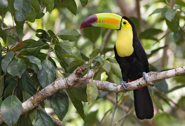 Photograph of Keel-billed Toucan