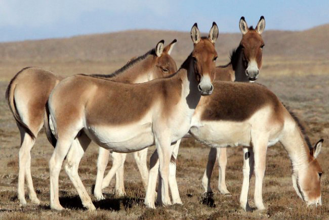 Photograph of Kiangs or Tibetan Wild Asses