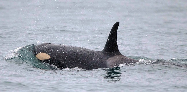 Photograph of Killer Whale