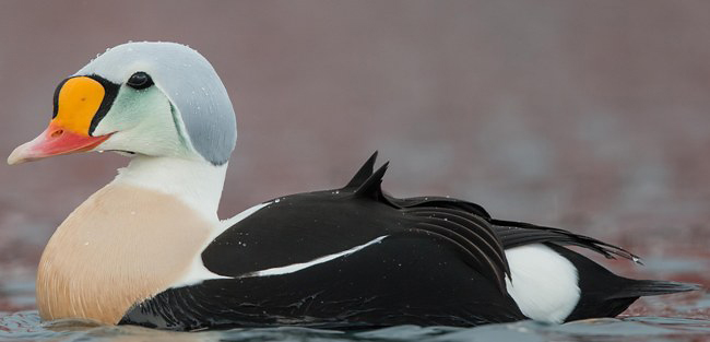 Photograph of King Eider