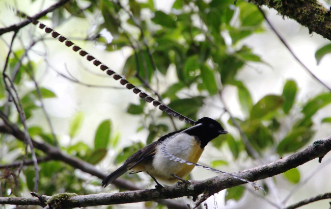 Photograph of King-of-Saxony Bird-of-paradise