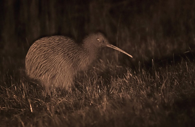 Photograph of Southern Brown Kiwi