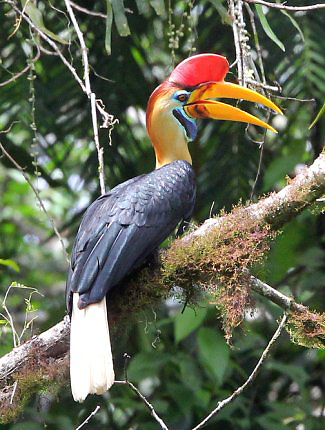 Photograph of Knobbed Hornbill