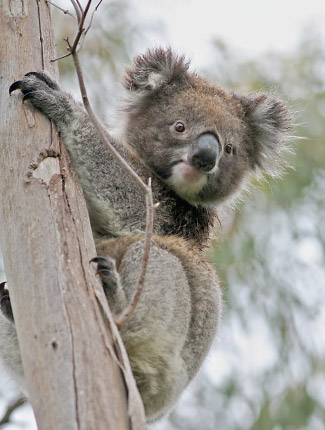 Photograph of Koala