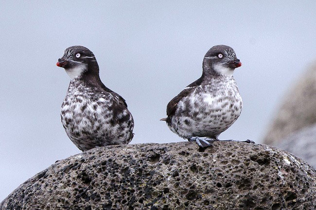 Photograph of Least Auklets