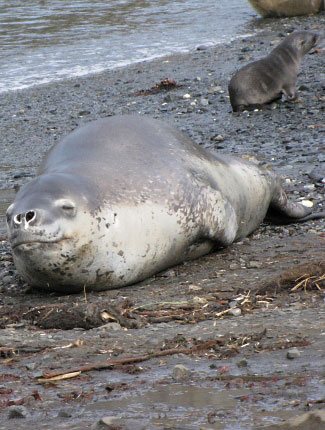 Photograph of Leopard Seal