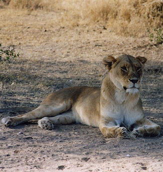 Photograph of Lioness