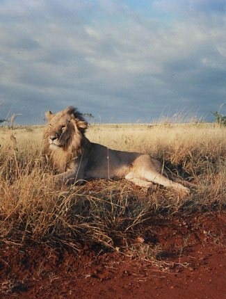 Photograph of Lion