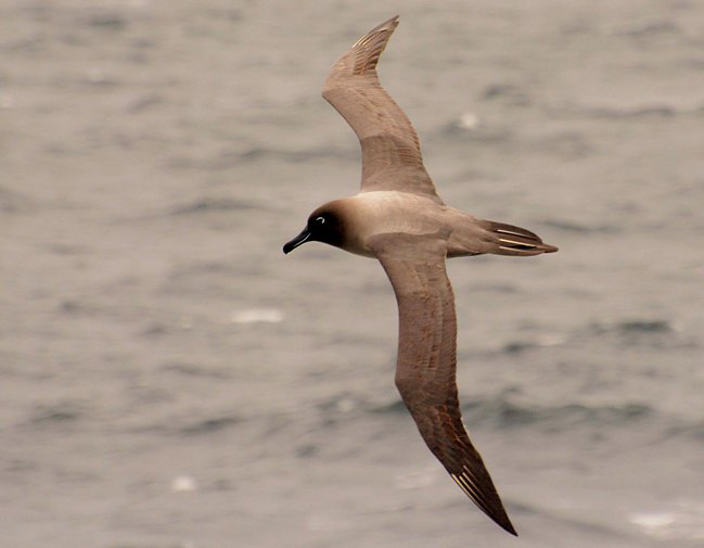 Photograph of Light-mantled Albatross