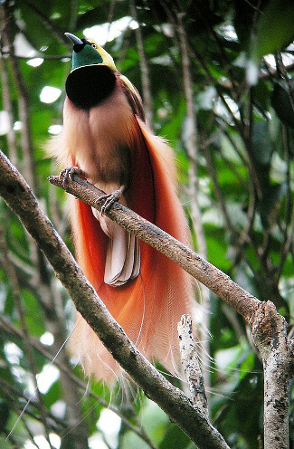 Photograph of Raggiana Bird-of-paradise