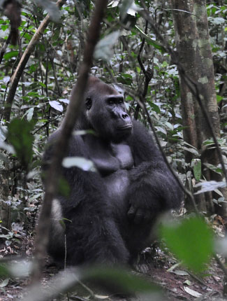 Photograph of Western Lowland Gorilla