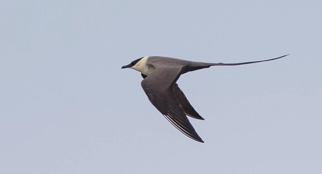 Photograph of Long-tailed Skua (Jaeger)