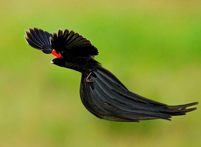 Photograph of Long-tailed Widowbird