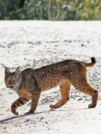 Photograph of Iberian Lynx