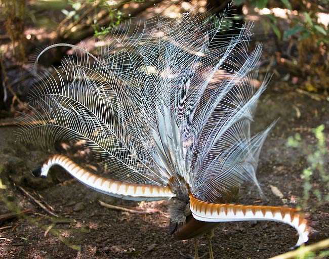 Photograph of Superb Lyrebird