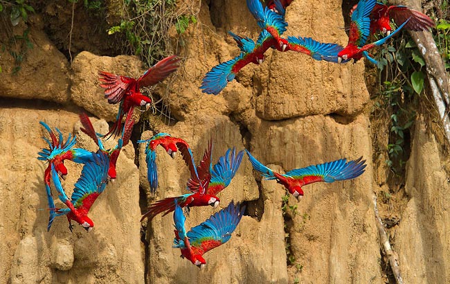 Photograph of Red-and-green Macaws