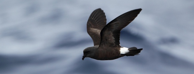 Photograph of Madeiran Storm-petrel