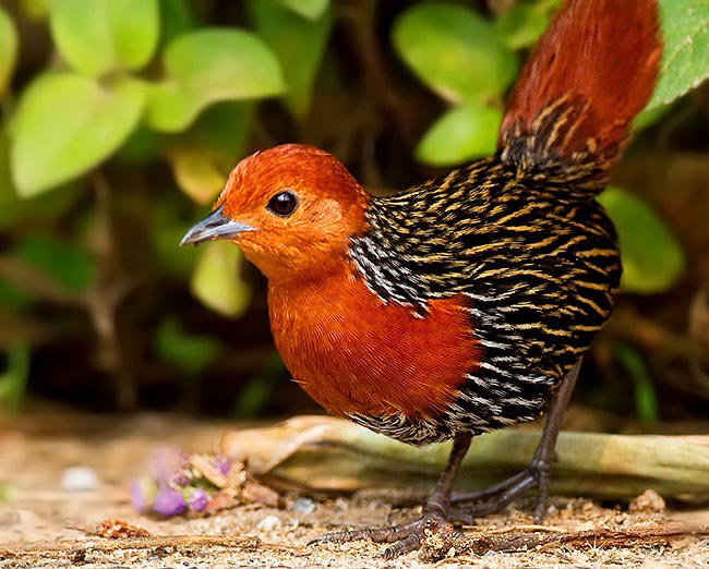 Photograph of Madagascar Flufftail