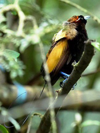 Photograph of Magnificent Bird-of-paradise