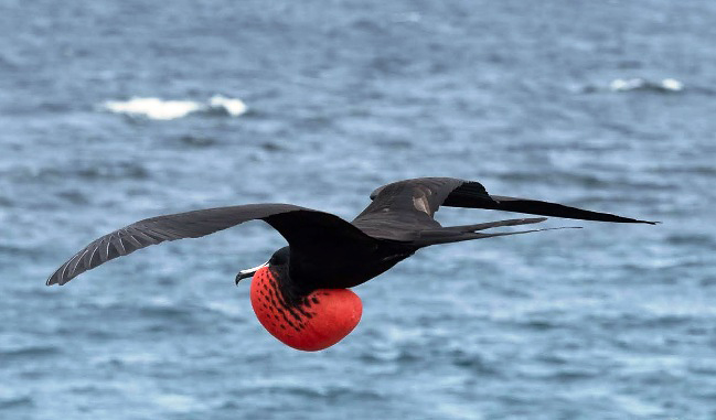 Photograph of Magnificent Frigatebird