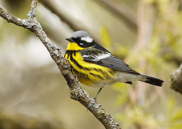 Photograph of Magnolia Warbler