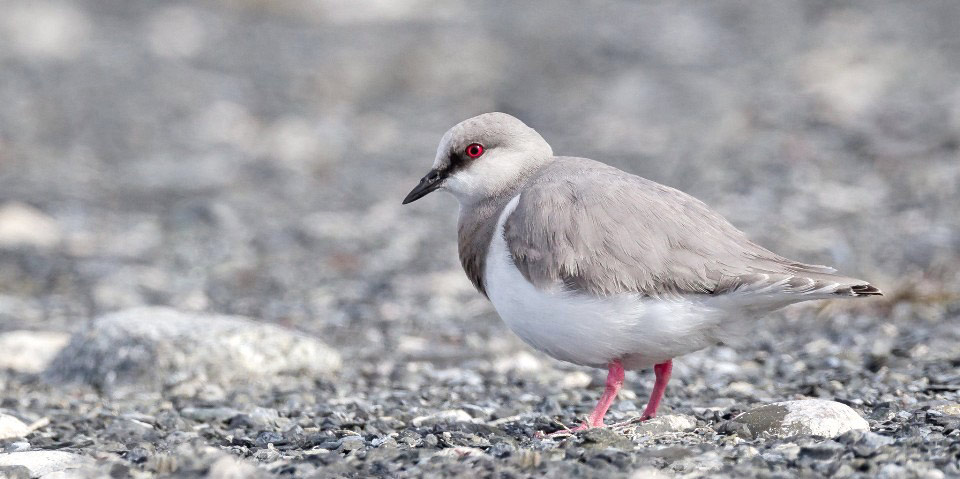 Photograph of Magellanic Plover