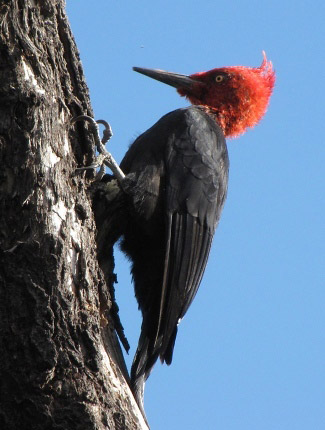 Photograph of Magellanic Woodpecker