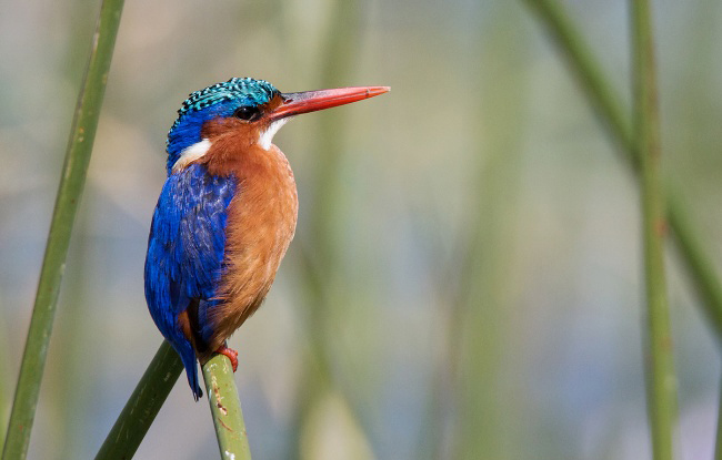 Photograph of Malachite Kingfisher