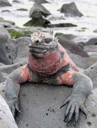 Photograph of Marine Iguana